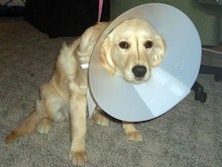 Three Dogs At The Vet From Richard “Perk” Perkins